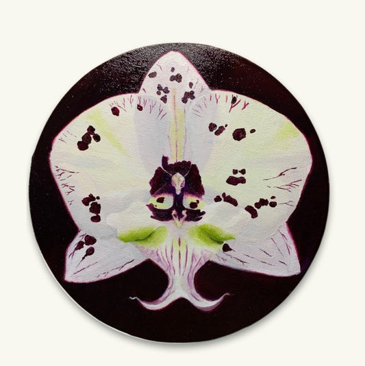 Orchid oil painting on round canvas showcasing a white orchid with burgundy spots against a dark background. Orchid oil painting on round canvas showcasing a white orchid with burgundy spots against a dark background. Front view